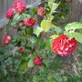 Camellia Rood